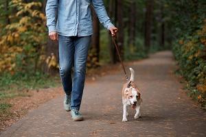 带着宠物狗散步的男子| hoa宠物政策